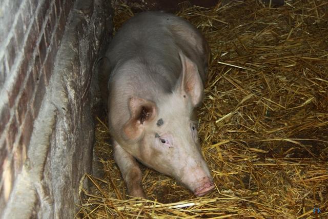 Le cochon