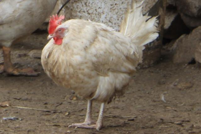 Les poules
