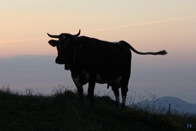 La vache